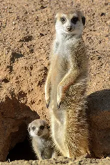 Surveillance: Meerkat or suricate (Suricata suricatta). Kalahari