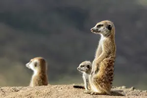 Surveillance: Meerkat or suricate (Suricata suricatta). Kalahari