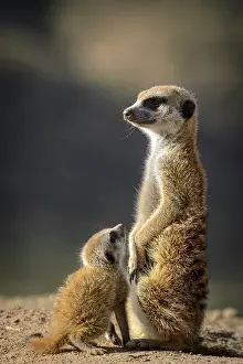 Surveillance: Meerkat or suricate (Suricata suricatta). Kalahari