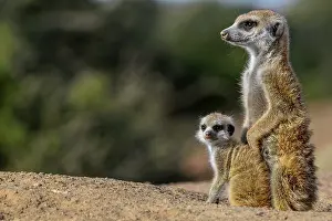 Surveillance: Meerkat or suricate (Suricata suricatta). Kalahari