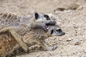 Biting: Meerkat, suricate (Suricata suricatta) male biting