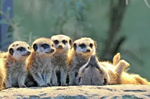 Mongooses: Meerkat or Suricate (Suricata suricatta), pups