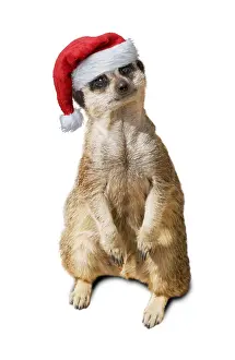 111219: Meerkat / Suricate, wearing Christmas hat
