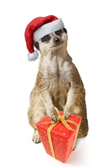 111219: Meerkat / Suricate, wearing Christmas hat with