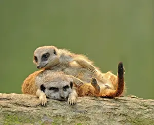 Meerkats: Meerkat / Suricate - young