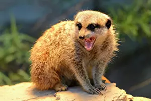 Mongooses: Meerkat or Surikate (Suricata suricatta), native