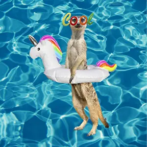 040718: Meerkat at swimming pool with unicorn inflatable