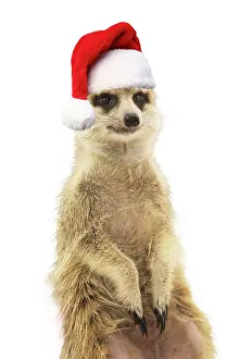 Suricates: Meerkat weraing a Santa hat