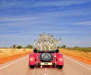 Composite: Meerkats - in car waving
