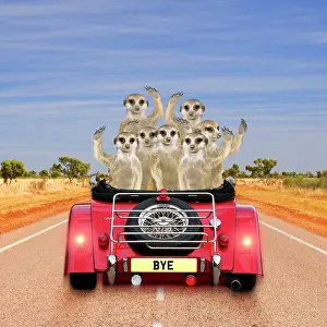 Composite: Meerkats - in car waving