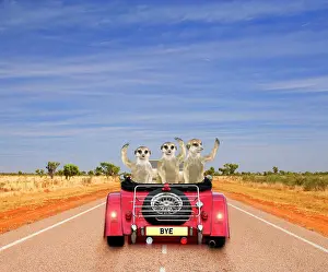 Composite: Meerkats - in car waving 'sorry you are leavingI