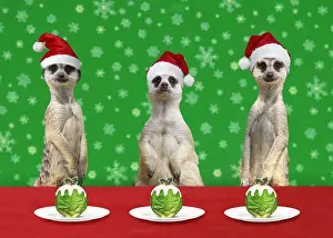 Pudding: Meerkats at Christmas, with Christmas hats and