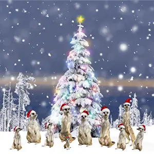 111219: Meerkats with Christmas hats and present round