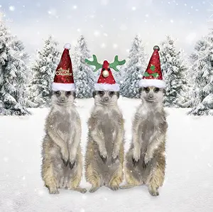 111219: Meerkats with Christmas hats in winter snow scene
