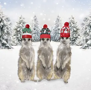 111219: Meerkats with Christmas hats in winter snow scene