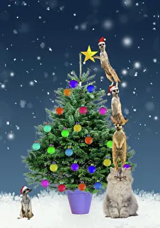 Upset: Meerkats decorating Christmas tree by standing on