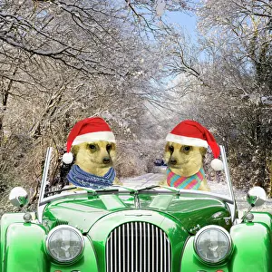 Composite: Meerkats - driving car through snow scene wearing