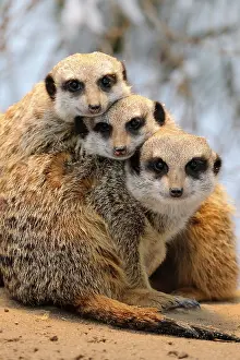 Suricates: Meerkats (Suricata Suricatta)