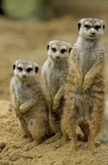 Meerkat: Meerkats (Suricata suricatta)