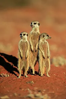 Tswalu: Meerkats (Suricata suricatta), adult, standing upright