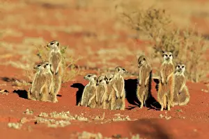 Tswalu: Meerkats (Suricata suricatta), adult, group standing