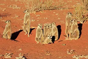 Tswalu: Meerkats (Suricata suricatta), adult, group standing