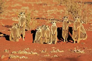 Tswalu: Meerkats (Suricata suricatta), adult, group standing