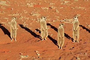 Tswalu: Meerkats (Suricata suricatta), adult, group standing