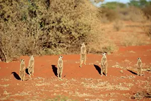 Tswalu: Meerkats (Suricata suricatta), adult, group standing