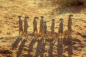 Tswalu: Meerkats (Suricata suricatta), adult, group standing