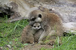 Meerkats: Meerkats (Suricata suricatta), adult, young, female