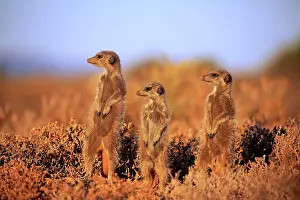 Meerkats: Meerkats (Suricata suricatta), adult, group, standing