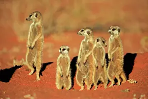 Tswalu: Meerkats (Suricata suricatta), adult group standing