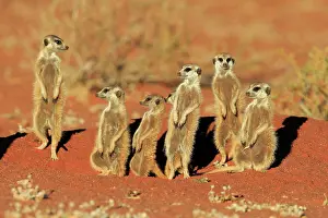 Tswalu: Meerkats (Suricata suricatta), adult group standing