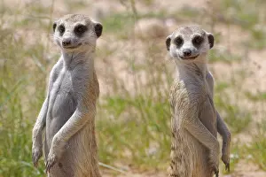 Meerkats: Meerkats (Suricata suricatta), two adult males