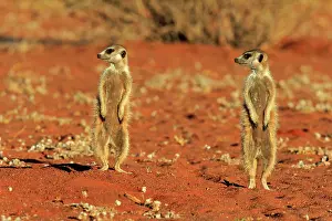 Tswalu: Two Meerkats (Suricata suricatta), adult, standing