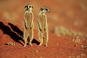 Tswalu: Two Meerkats (Suricata suricatta), adult, standing