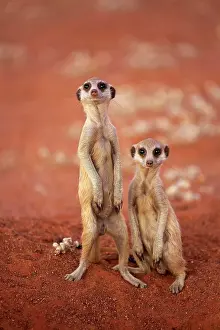 Tswalu: Two Meerkats (Suricata suricatta), adult, standing