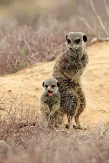 Concentration: Meerkats (Suricata suricatta), adult with young