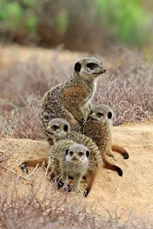 Oudtshoorn: Meerkats (Suricata suricatta), adult and young