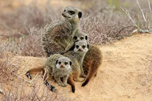 Oudtshoorn: Meerkats (Suricata suricatta), adult and young