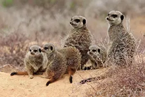 Oudtshoorn: Meerkats (Suricata suricatta), adult and young