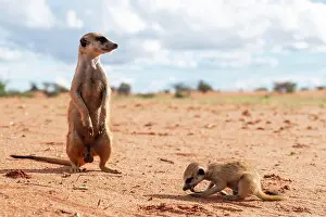 Hardap: Meerkats (Suricata suricatta), adult and young Bagatelle