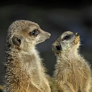 Meerkat: Two meerkats (Suricata suricatta), captive, Switzerland