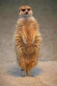 Meerkats: Meerkats (Suricata suricatta), captive, keeping
