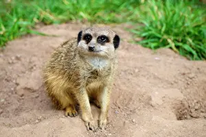 Meerkats: Meerkats (Suricata suricatta), captive, occurrence
