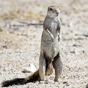Meerkat: Meerkats (Suricata suricatta), Etosha National Park
