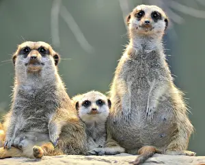 Suricates: Meerkats (Suricata Suricatta), family, one young