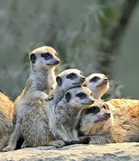 Suricates: Meerkats (Suricata Suricatta), family, four young