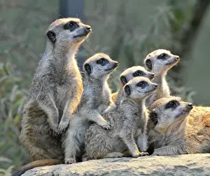 Suricates: Meerkats (Suricata Suricatta), family, four young